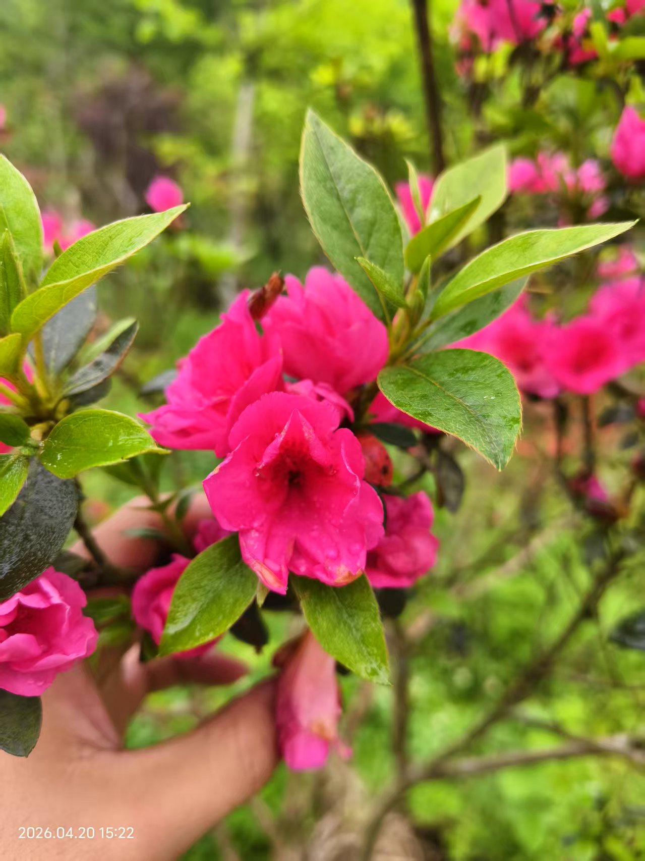 某种重瓣的杜鹃